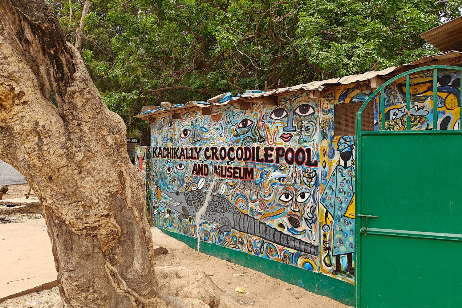 kachikally crocodiles in the gambia