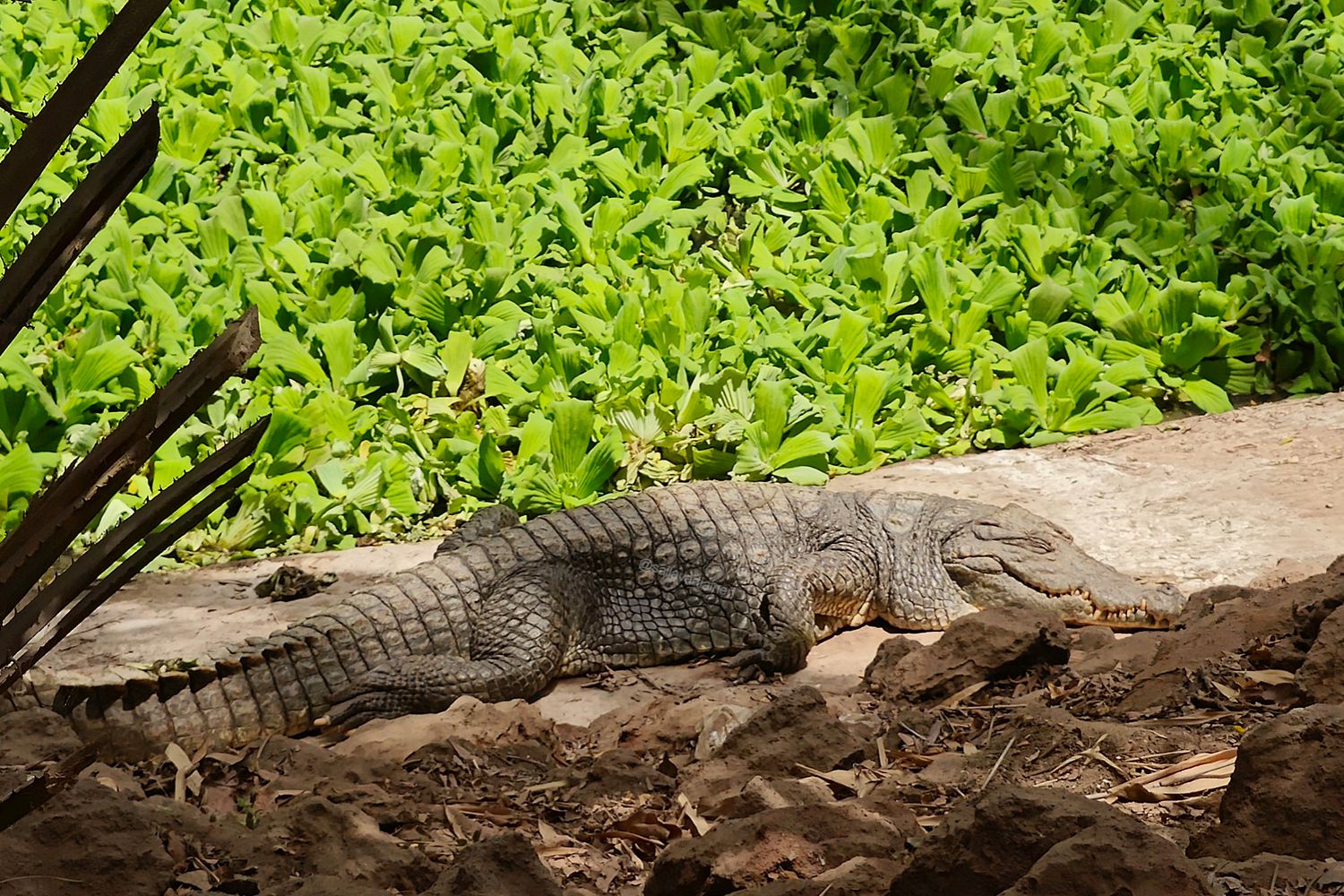 kachikally crocodiles in the gambia