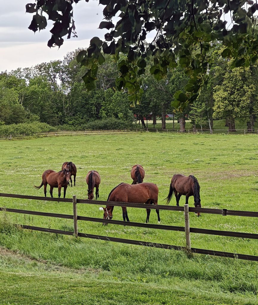 stockholm_hilmaafklints_atelje_adelso